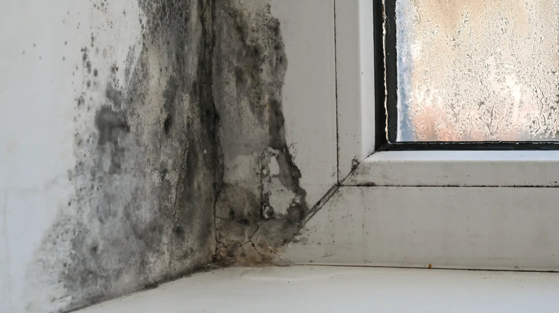 Schwarzer Schimmel an einem Fensterbrett